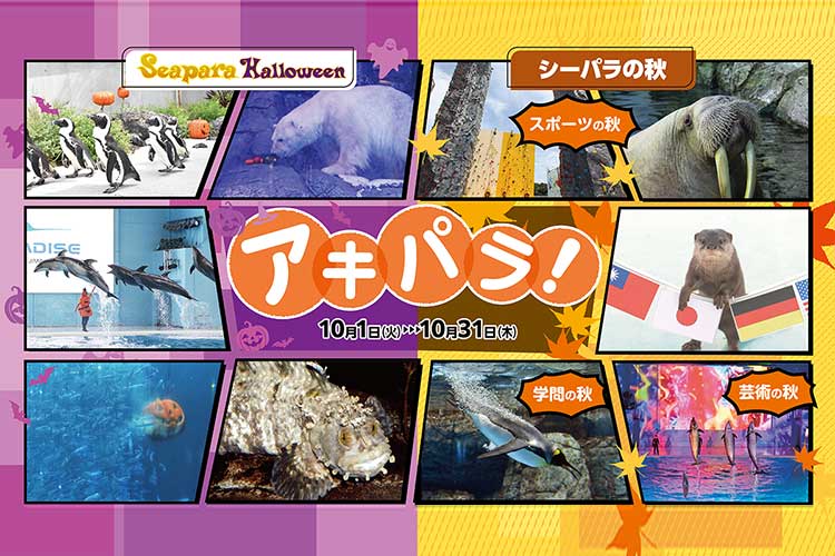 アキパラ!
