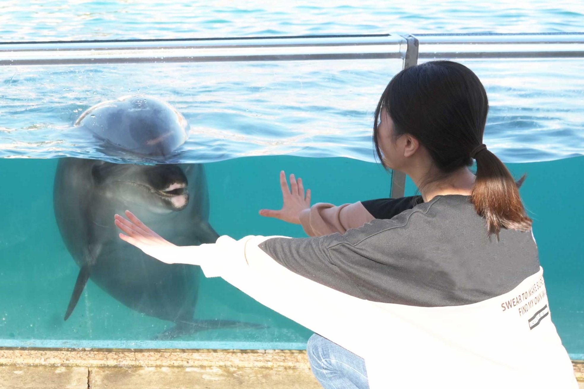 ふれあいラグーン　バンドウイルカの画像